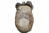 Cut/Polished Theropod Dinosaur (Allosaurus) Vertebra - Utah #360976-2